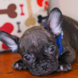 Morphi French Bulldog 04