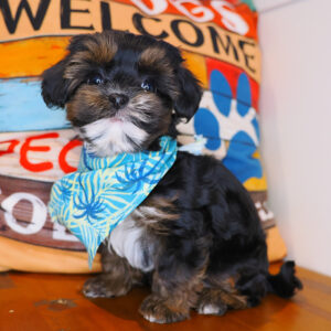 Nacho Yorkiepoo 01