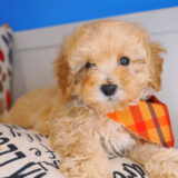 Pipp Maltipoo 01