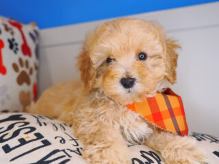 Pipp Maltipoo 01