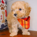 Pipp Maltipoo 02