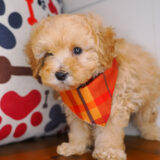 Pipp Maltipoo 03