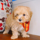 Pipp Maltipoo 04