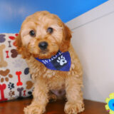 Quibble Cavapoo 04