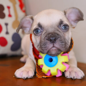 Quixote French Bulldog 01