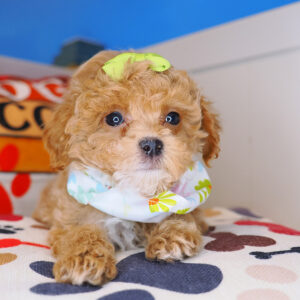 Reginald Shihpoo 01