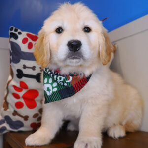 Sparrows Golden Retriever 01