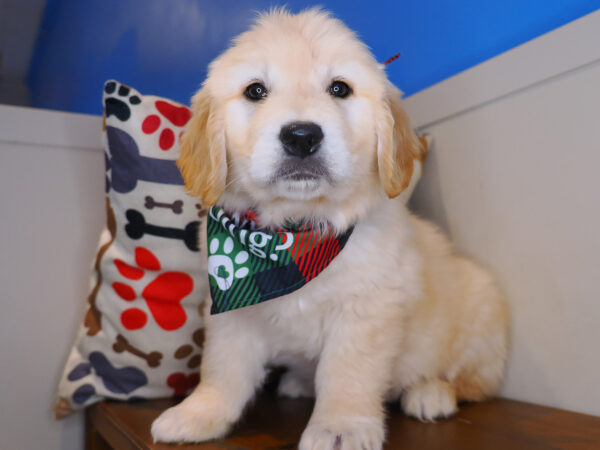 Sparrows Golden Retriever 01