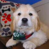 Sparrows Golden Retriever 02
