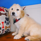 Sparrows Golden Retriever 03