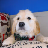 Sparrows Golden Retriever 04