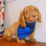 Vandal Dachshund 01