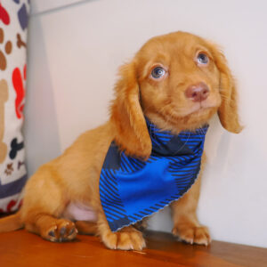 Vandal Dachshund 01