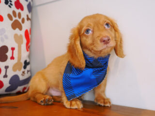 Vandal Dachshund 01