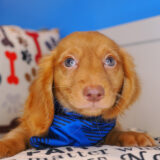 Vandal Dachshund 02