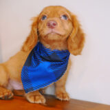 Vandal Dachshund 03