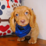Vandal Dachshund 04