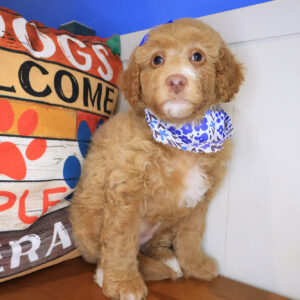 Afra Mini Goldendoodle 01
