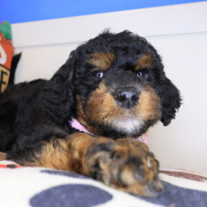 Aiko Mini Goldendoodle 01