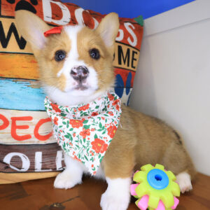 Bonnie Pembroke Welsh Corgi 01