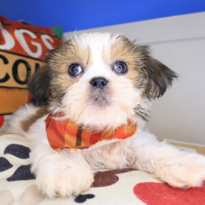 Brody Shih Tzu 01