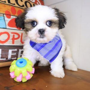 Buster Shih Tzu 01