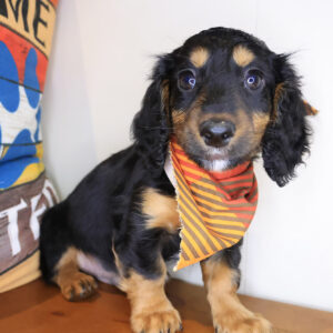 Chopper Dachshund 01