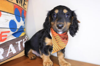 Chopper Dachshund 01