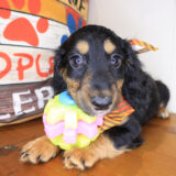 Chopper Dachshund 02