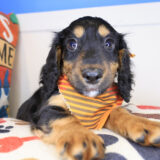 Chopper Dachshund 03
