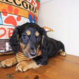 Chopper Dachshund 04