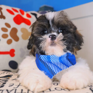 Figaro - Shihpoo 01