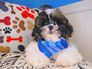 Figaro - Shihpoo 01