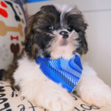 Figaro - Shihpoo 02