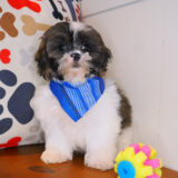 Figaro - Shihpoo 03