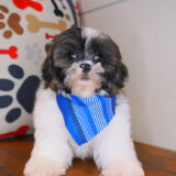 Figaro - Shihpoo 04