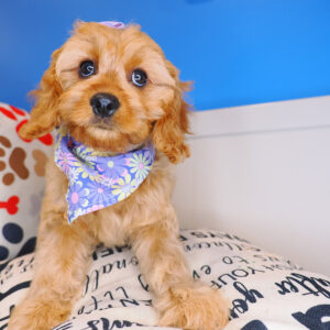 Firefly - Cavapoo 01