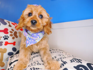 Firefly - Cavapoo 01