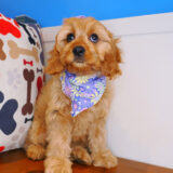 Firefly - Cavapoo 02
