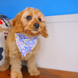 Firefly - Cavapoo 03