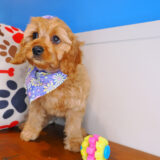 Firefly - Cavapoo 04