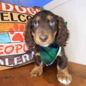 Flintstone Dachshund 01