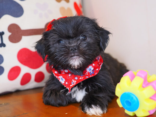 Freckles Shihpoo 01