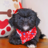 Freckles Shihpoo 02