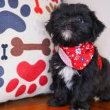 Freckles Shihpoo 03