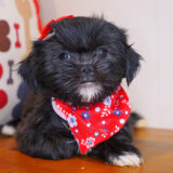 Freckles Shihpoo 04