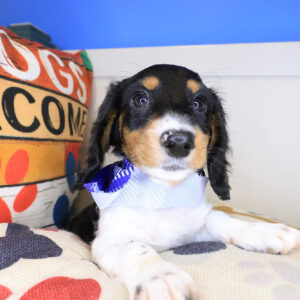 Itsy-Bitsy Dachshund 01