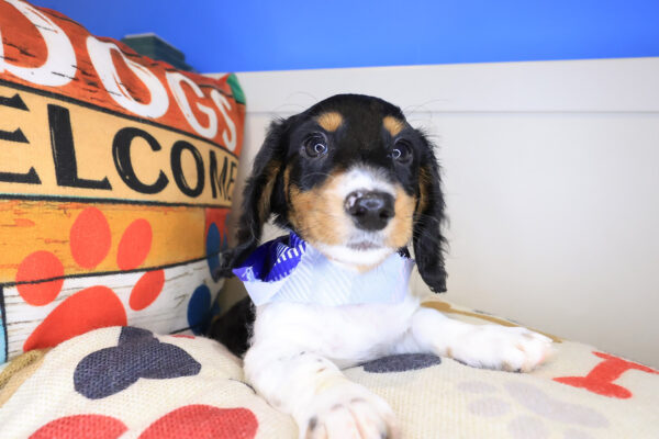 Itsy-Bitsy Dachshund 01