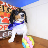 Itsy-Bitsy Dachshund 02
