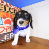 Itsy-Bitsy Dachshund 03
